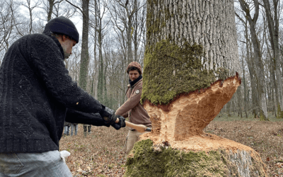 Coupe de la grume de chêne pour la réalisation de la pirogue d’expérimentation 2022