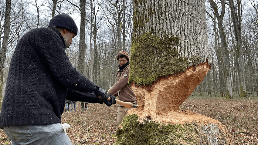 Coupe de la grume de chêne pour la réalisation de la pirogue d’expérimentation 2022